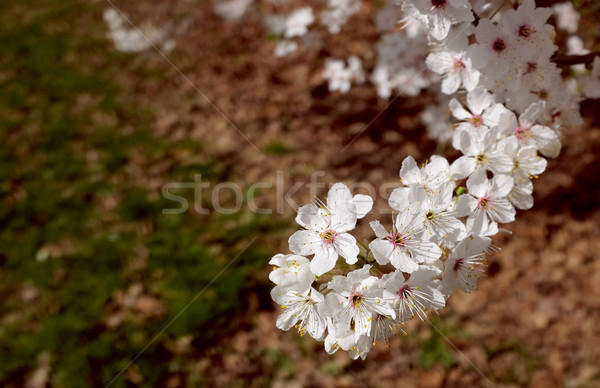 Foto d'archivio: Ramo · primavera · bianco · fiore · sopra · rosolare