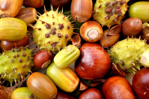 Acorns, conkers, horse chestnut cases and beechnuts Stock photo © sarahdoow