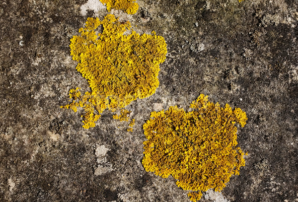 Two patches of yellow crustose lichen Stock photo © sarahdoow