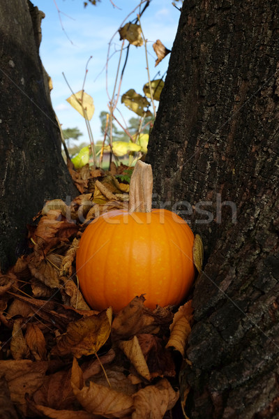 Ripe pumpkin in brown fall leaves against a tree trunk Stock photo © sarahdoow
