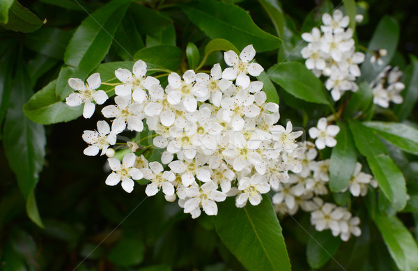 Foto stock: Flores · branco · macro · flor · planta