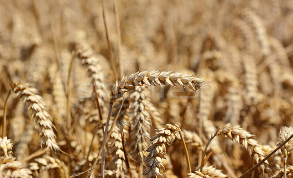 Single ear of ripening wheat against the crop Stock photo © sarahdoow