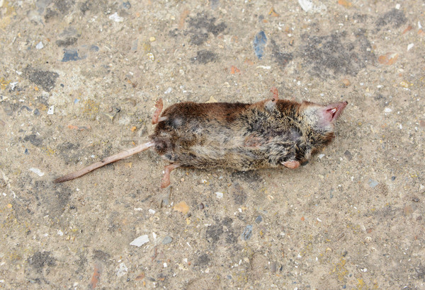 Dead mouse  Stock photo © sarahdoow