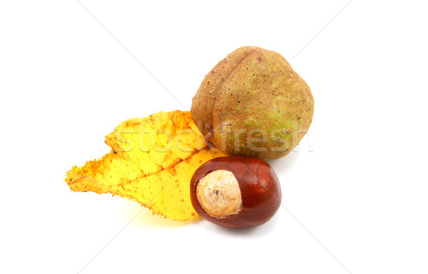 Yellow autumn leaf from a red horse chestnut with conkers Stock photo © sarahdoow