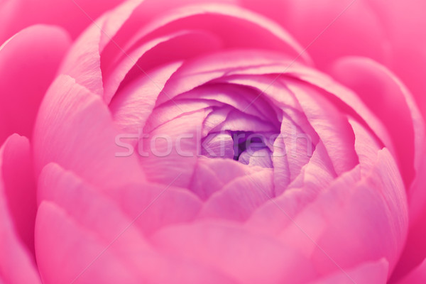 Pink ranunculus flower  Stock photo © sarahdoow