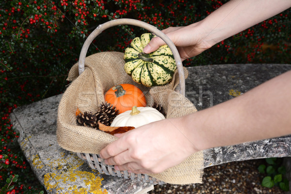 Woman adds a harlequin pumpkin to a basket of gourds Stock photo © sarahdoow