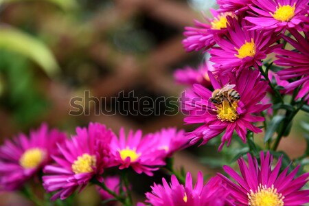 Honeybee taking pollen and nectar from pink Michaelmas daisies Stock photo © sarahdoow