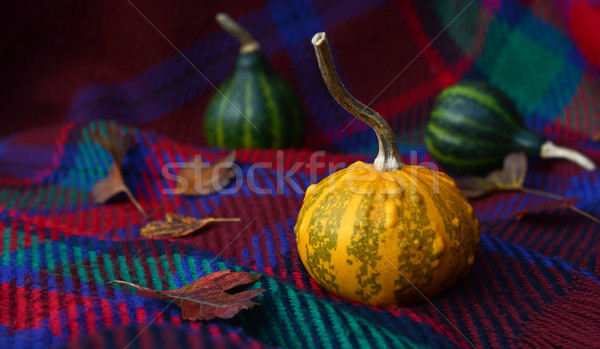 Warty yellow ornamental gourd with leaves and green gourds Stock photo © sarahdoow
