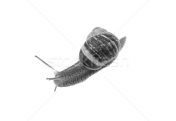 Closeup of a garden snail with tentacles extended Stock photo © sarahdoow