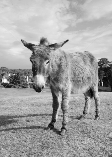 New Forest donkey in Lyndhurst, Hampshire Stock photo © sarahdoow