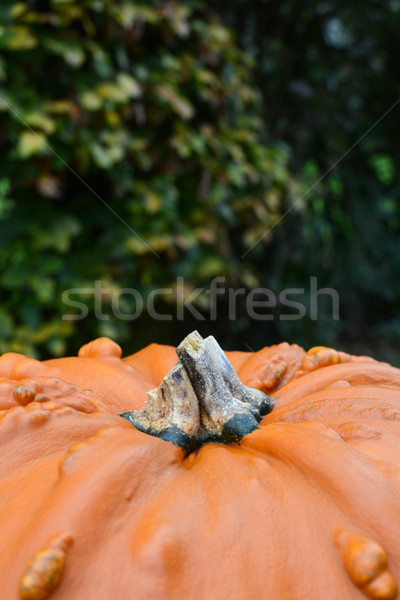 Big, warty pumpkin against background of beech leaves Stock photo © sarahdoow