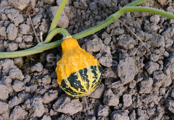 Stock photo: Yellow and green ornamental gourd