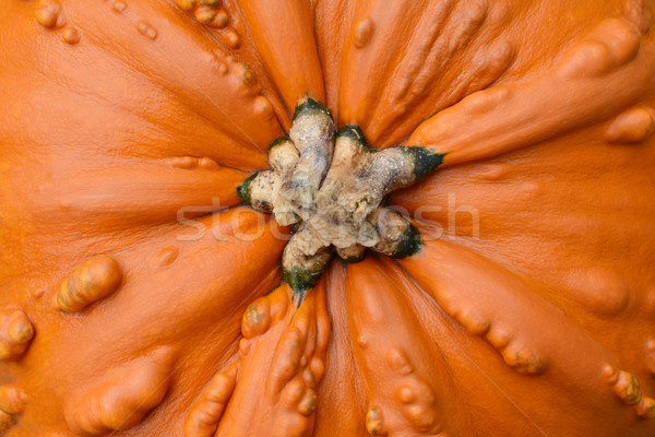 Close-up of large, orange pumpkin with warty, lumpy texture  Stock photo © sarahdoow