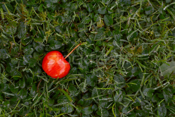 Brillante rojo cangrejo manzana hierba helado Foto stock © sarahdoow