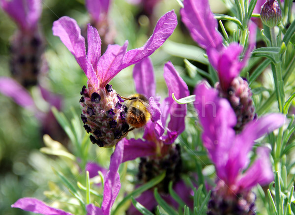 Foto stock: Abeja · búsqueda · néctar · lavanda · flores · mariposa