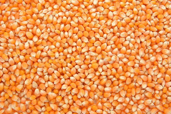 Popcorn maize background Stock photo © sarahdoow