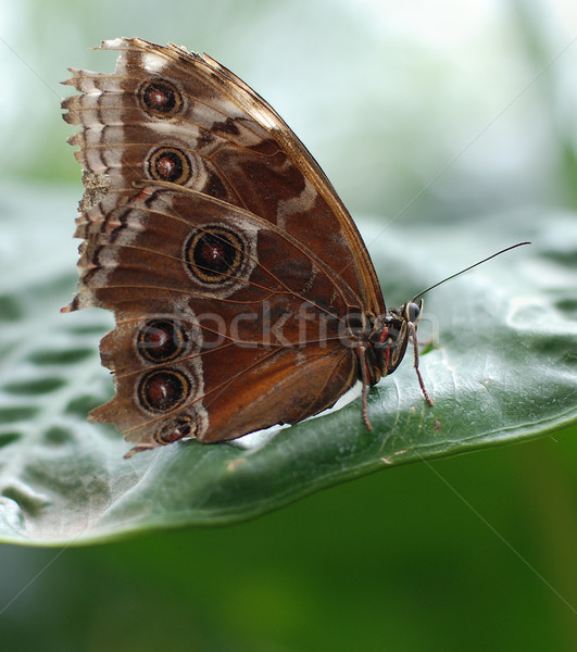 Noordelijk parel oog vlinder gesloten vleugels Stockfoto © sarahdoow