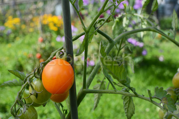 Naranja tomate cherry creciente vegetales jardín flor Foto stock © sarahdoow