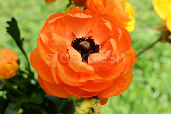 Orange ranunculus flower Stock photo © sarahdoow