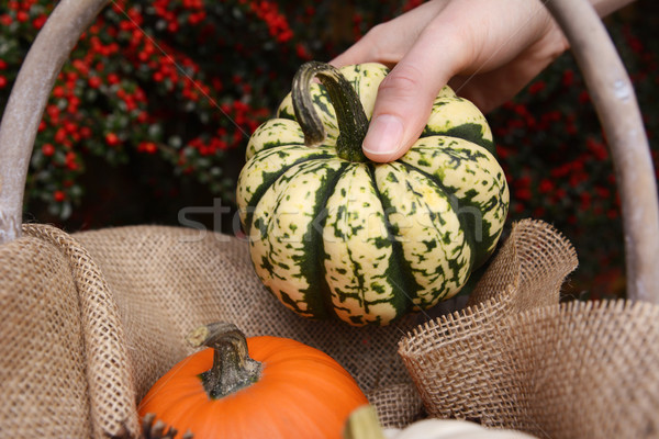 Young woman adds harlequin pumpkin to a basket Stock photo © sarahdoow