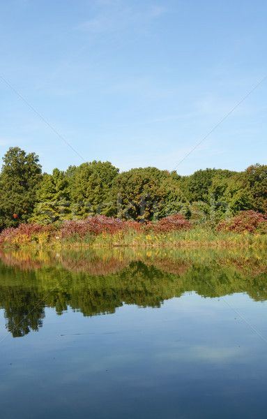 Still lake reflecting trees and marginal plants  Stock photo © sarahdoow
