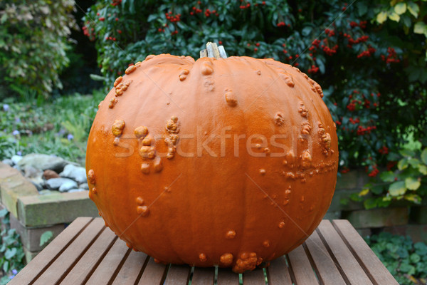 Big Thanksgiving pumpkin in an autumn garden Stock photo © sarahdoow