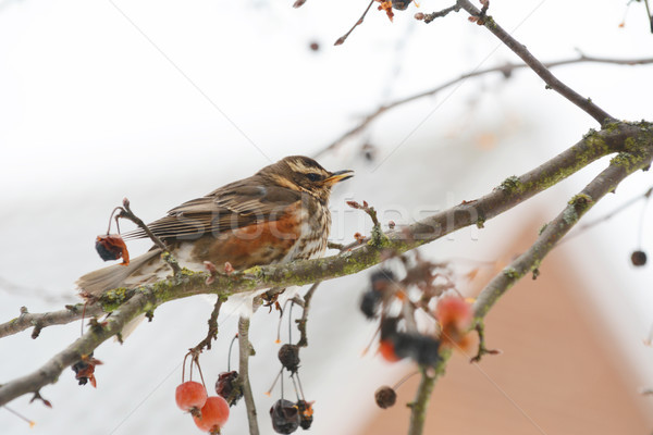 Redwing sits on branch of crabapple tree among fruit Stock photo © sarahdoow