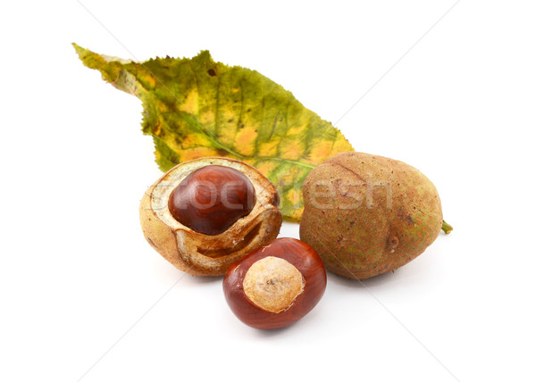 Conkers and smooth seed cases with red horse chestnut leaf Stock photo © sarahdoow