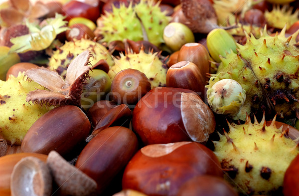 Closeup of horse chestnuts, acorns, beechnuts and cobnuts in aut Stock photo © sarahdoow