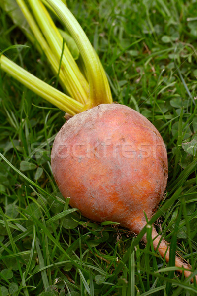 Stock photo: Rainbow beetroot with orange flesh