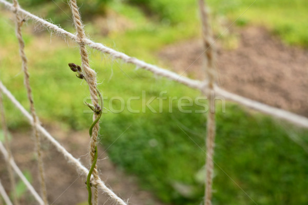 Gyengéd futó bab növény zsinór körül Stock fotó © sarahdoow