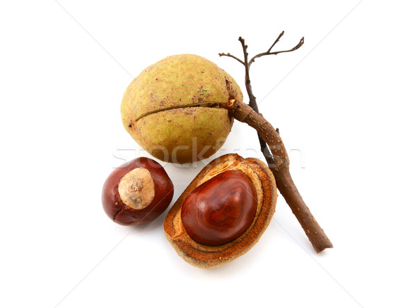 Seed cases and conkers from a red horse chestnut tree Stock photo © sarahdoow