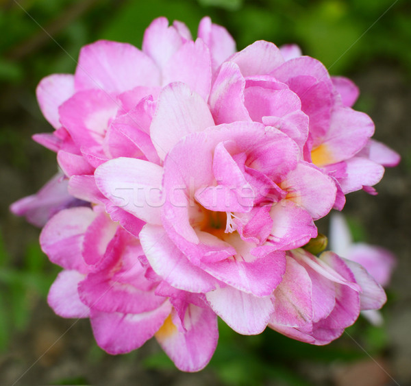 Sűrű gyülekezet rózsaszín dupla virágok puha Stock fotó © sarahdoow