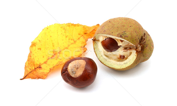 Yellow fall leaf from a red horse chestnut with conkers Stock photo © sarahdoow