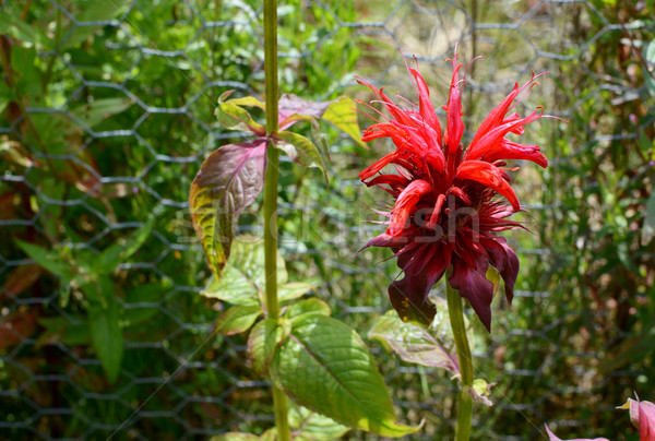 Roşu floare verde plante aromat Imagine de stoc © sarahdoow