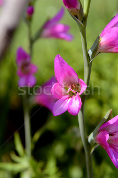 Bright pink gladiolus bloom on a flower stem Stock photo © sarahdoow