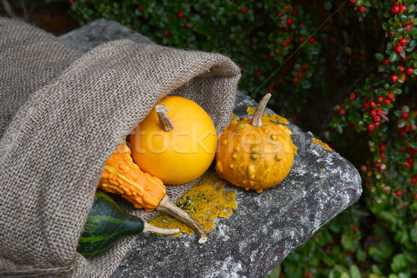 Warty ornamental gourd with jute sack of colourful squashes Stock photo © sarahdoow