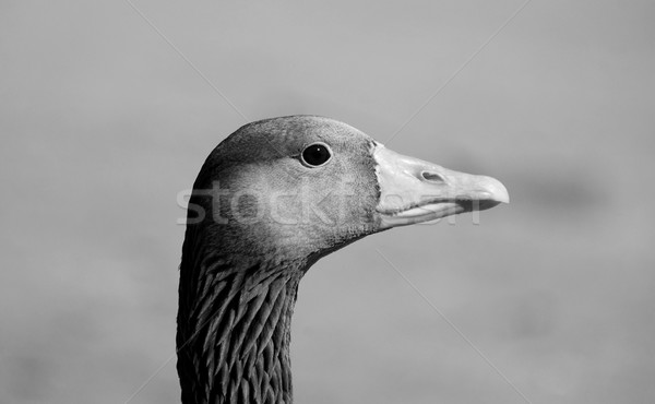 Closeup of a greylag goose head  Stock photo © sarahdoow