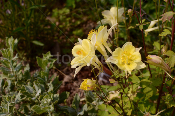 Sápadt citromsárga virágok nő egyéb növények Stock fotó © sarahdoow