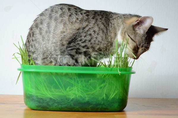 котенка еды трава кошки домой зеленый Сток-фото © Sarkao