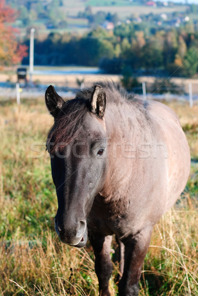 horse Stock photo © Sarkao