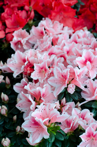цветы саду листьев красный розовый лепестков Сток-фото © Sarkao