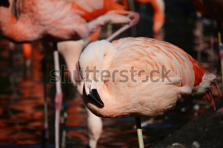 Kuş pembe flamingo hayvanat bahçesi Prag Şili Stok fotoğraf © Sarkao