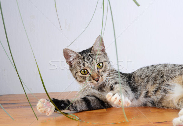 котенка глазах кошки портрет играть студию Сток-фото © Sarkao