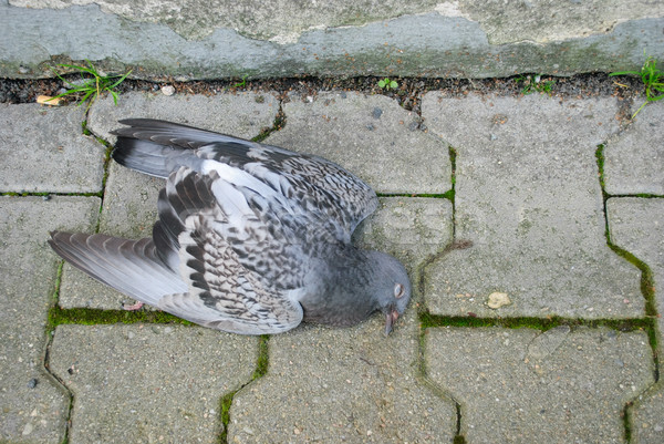 dead pigeon Stock photo © Sarkao