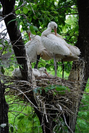 Eurasian Spoonbill (Platalea leucorodia) Stock photo © Sarkao