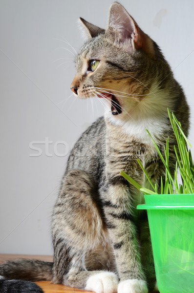 ストックフォト: 子猫 · 草 · 幸せ · 食べ · ペット