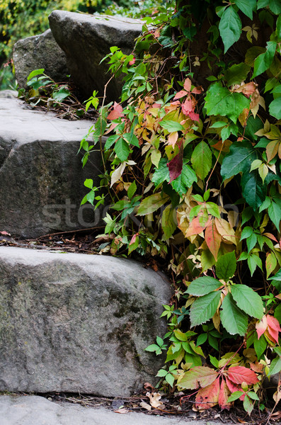 природы листьев красный цвета осень Сток-фото © Sarkao