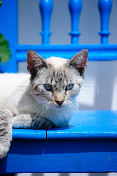 Foto stock: Gatinho · olhos · gato · cadeira · animal · de · estimação · bonitinho