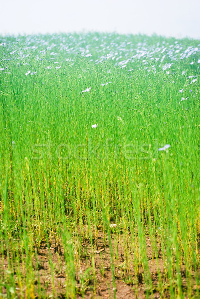 Flax field Stock photo © Sarkao